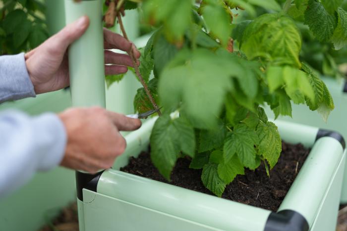 Zurückschneiden von Himbeeren