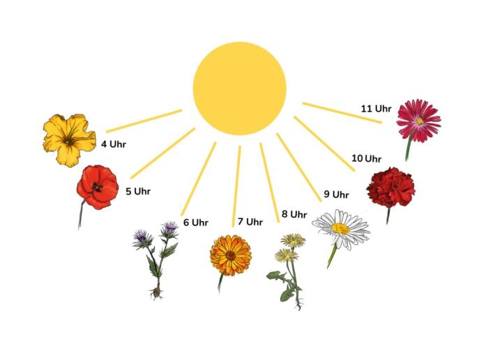 Blütenuhr nach Linne