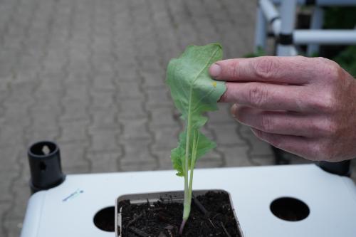 Kohlfliegeneier an Kohlrabi