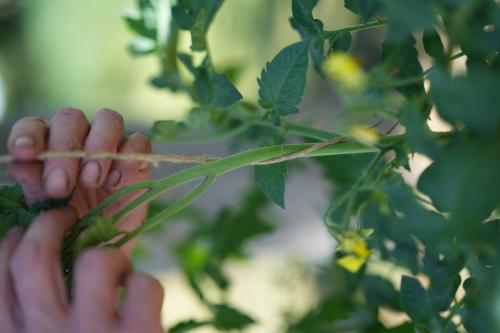 Stabtomaten