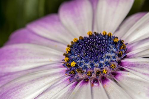 Kwiat widziany oczami pszczoły