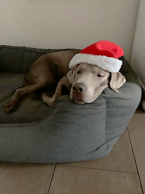 Pies w świątecznej czapeczce