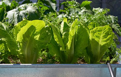 A box of greens