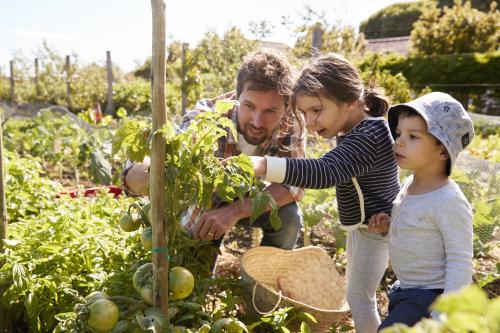 Ojciec z dziećmi patrzący na rośliny pomidorów 